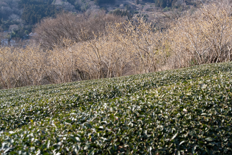 ロウバイとお茶畑のフリー写真素材