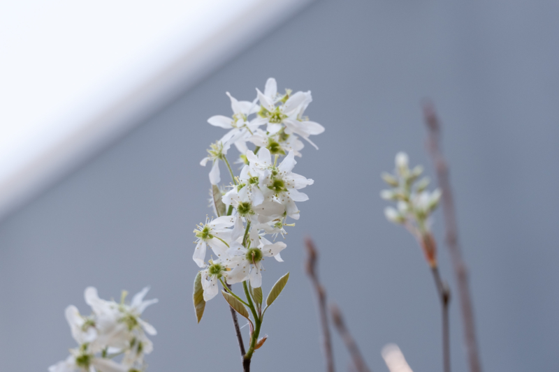 ジューンベリーの花のフリー写真素材