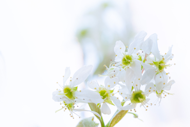 ジューンベリーの花のフリー写真素材