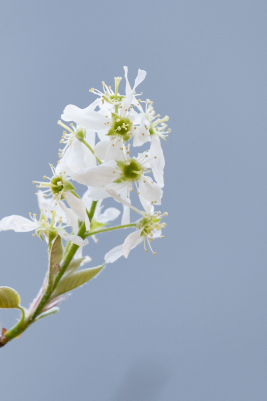 ジューンベリーの花のフリー写真素材