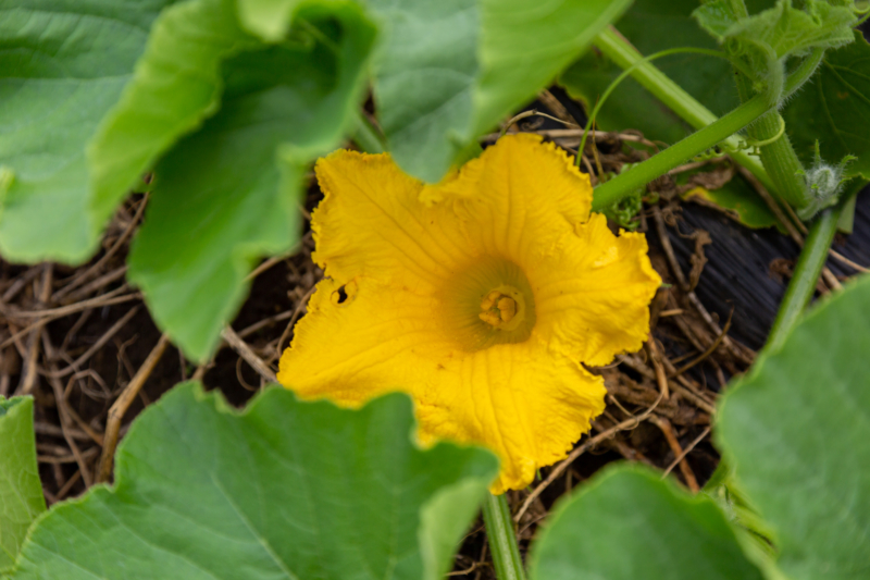 カボチャの花のフリー写真素材